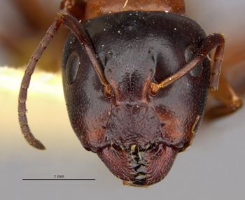 Media type: image;   Entomology 21525 Aspect: head frontal view